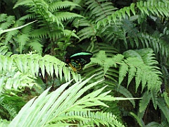 100 Kuranda Butterfly Sanctuary